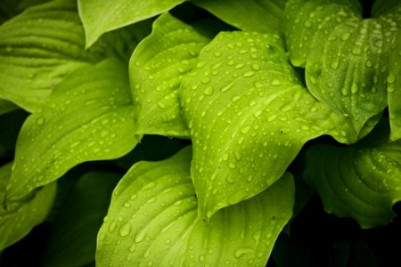 Macro Photography Of Water Drops On Green Leaves