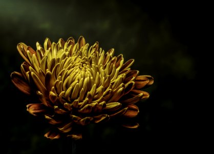 Photo Of Yellow Petaled Flower photo