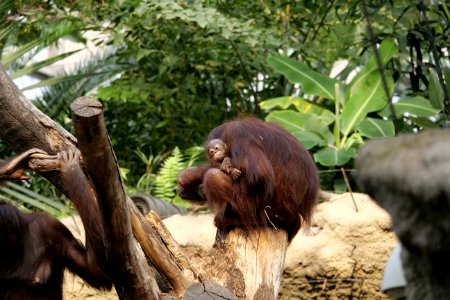 Fauna Orangutan Great Ape Primate photo