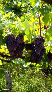 Grape Grapevine Family Fruit Vitis photo