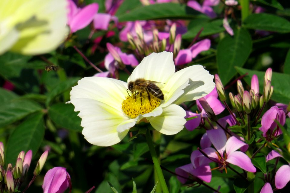 Flower Flora Nectar Wildflower