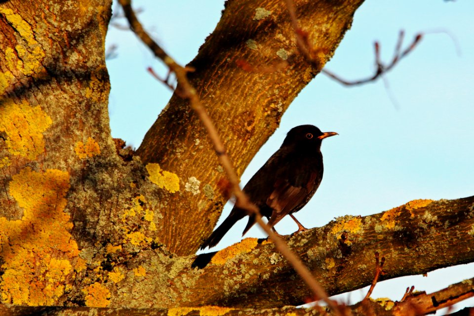 Bird Fauna Beak Wildlife