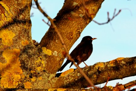 Bird Fauna Beak Wildlife