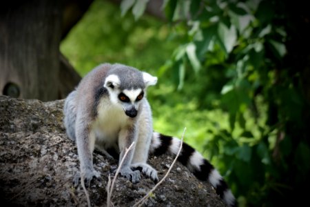 Fauna Mammal Lemur Wildlife