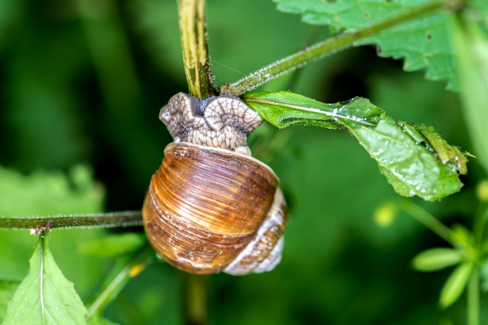 Snails And Slugs Snail Molluscs Invertebrate