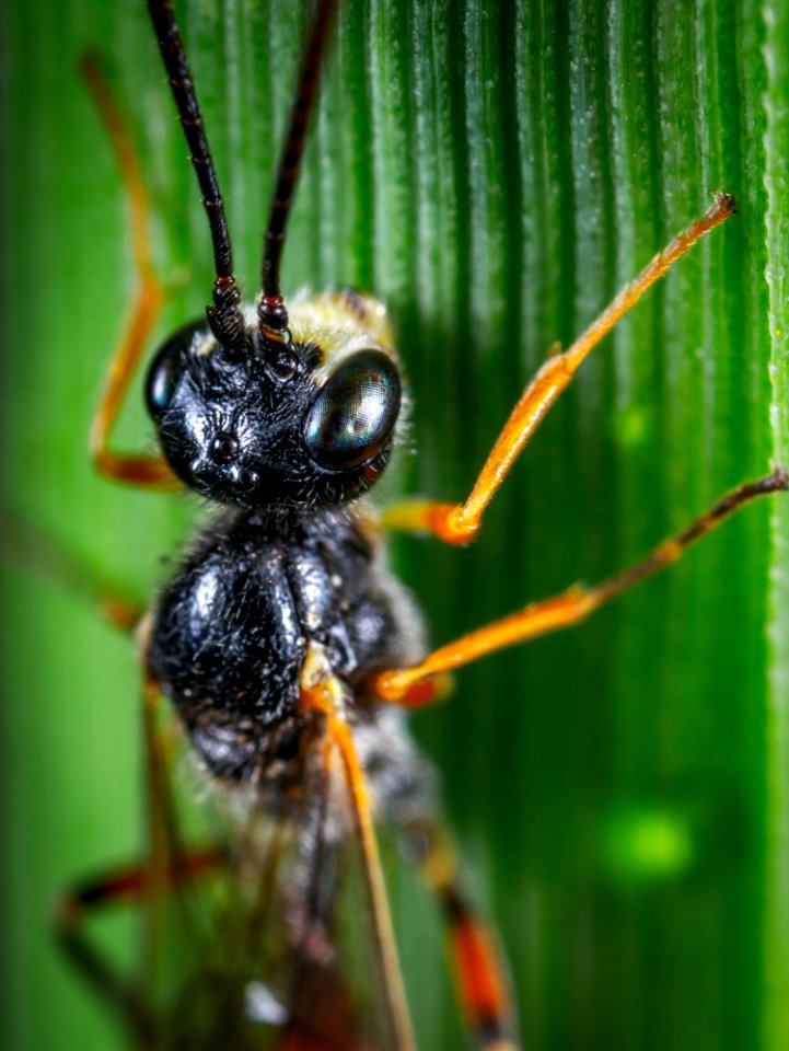 Animal Photography Antenna