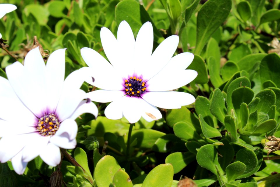 Flower Plant Flora Flowering Plant
