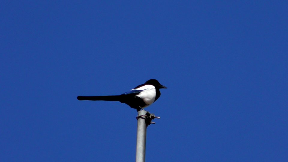 Bird Sky Beak Crow Like Bird photo