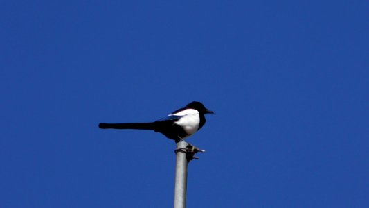 Bird Sky Beak Crow Like Bird photo