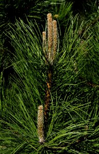 Tree Pine Family Plant Conifer