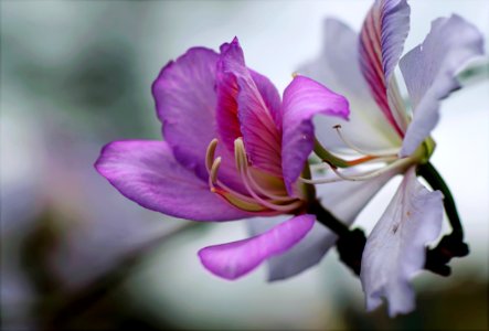 Purple Orchid Flowers photo