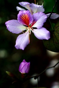 Purple Petaled Flowers In Selective Focus Photography