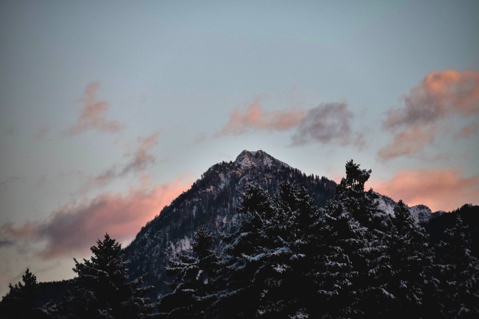 Forest Mountain
