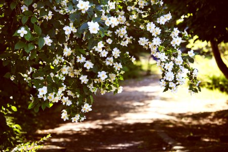 White Petaled Flowers photo