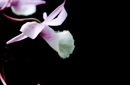 Close-up Photography Of Cattleya Orchid photo