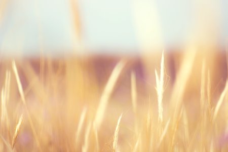 Selective Focus Of Green Grass photo