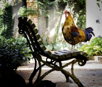 Close-up Photography Of Orange Rooster On Brown Wooden Bench photo
