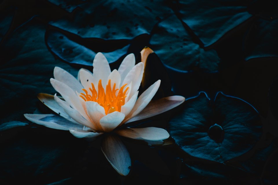 Close-up Photography Of Water Lily
