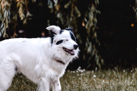Adult White And Black Australian Shepherd