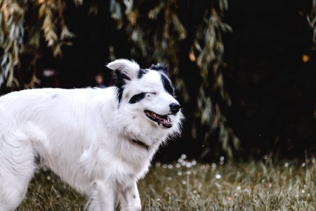 Adult White And Black Australian Shepherd photo