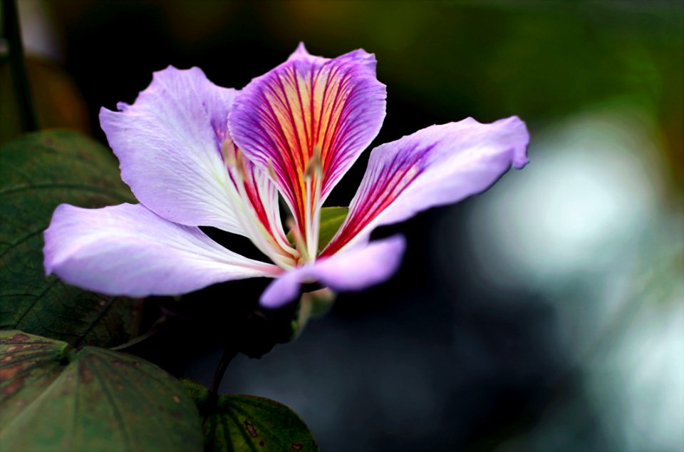 Close-up Photography Of Purple Orchid Flower