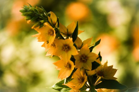 Selective Focus Photo Of Yellow Petaled Flowers photo