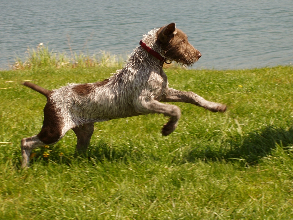 Puppy outdoors animal