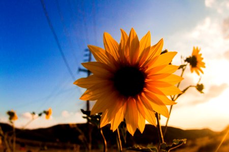 Selective Focus Photo Of Sunflower