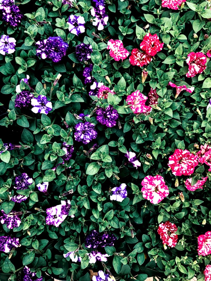 Multicolored Petaled Flowers