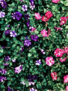 Multicolored Petaled Flowers
