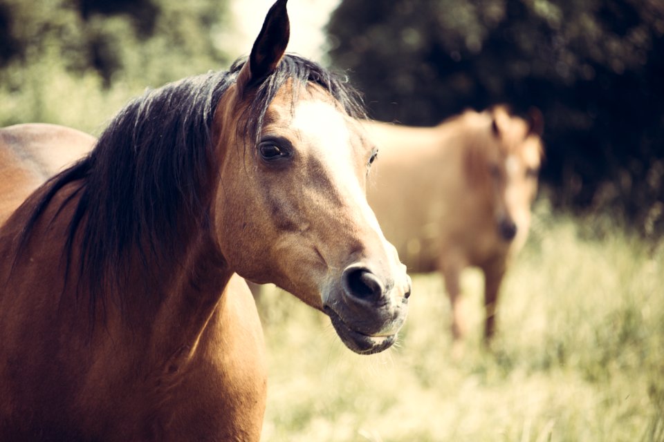 Selective Focus Photo Of Brown Horse photo