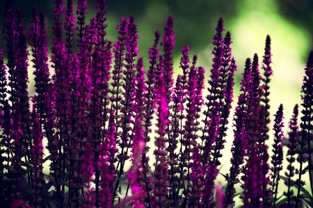 Purple Lavender Flowers Selective-focus Photography