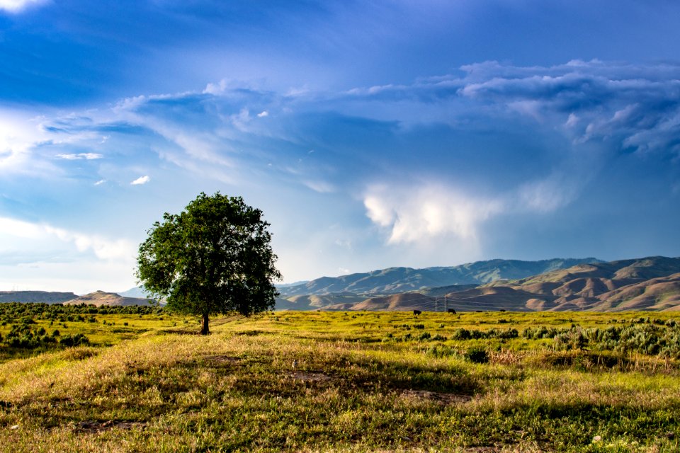 Green Tree