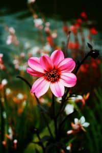 Pink Dahlia Flowers In Bloom photo