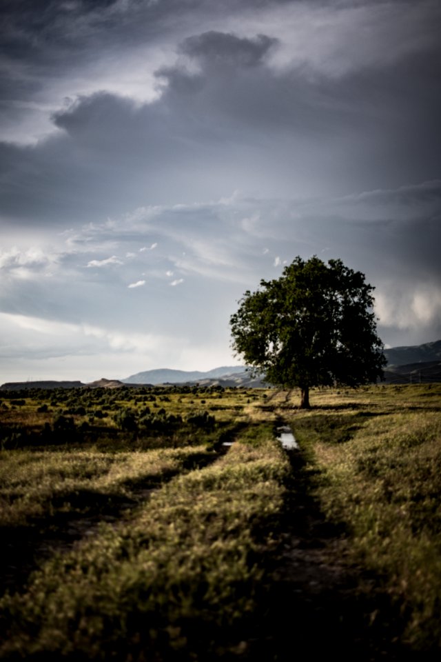 Lone Tree On Grass Field Under Cloudy Sky