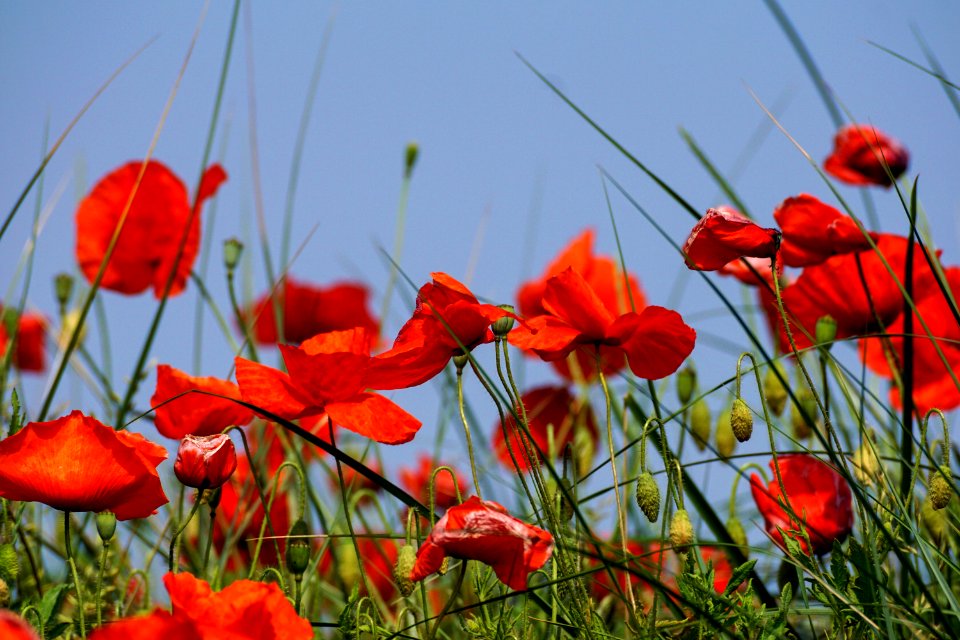 Selective Focus Photography Of Red Petaled Flower Plant