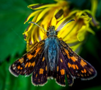 Butterfly On Yellow Flower photo