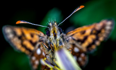 Selective Focus Photography Of Butterfly photo