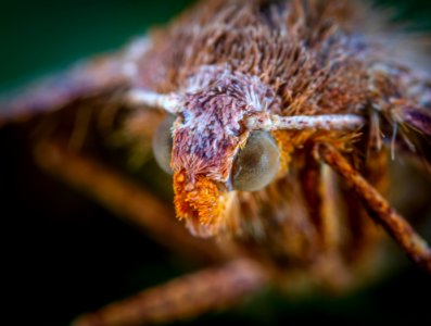 Close-up Photo Of Insect