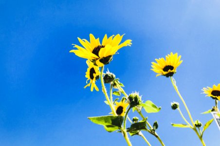 Low Angle Photo Of Sunflower photo