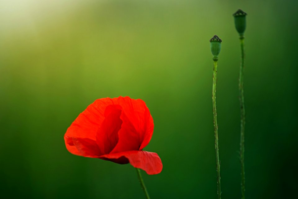 Selective Focus Photography Of Red Poppy Flower