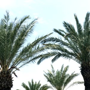Photo Of Palm Leaves photo