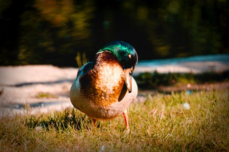 Duck On Grass photo