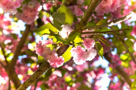 Blossom Pink Flower Spring photo