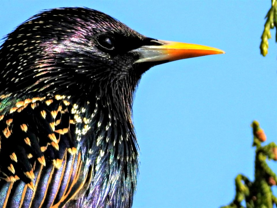 Bird Beak Close Up Feather
