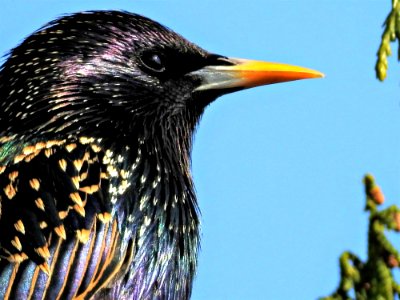 Bird Beak Close Up Feather photo