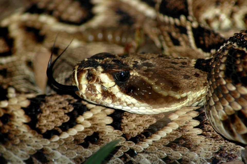 Snake Reptile Scaled Reptile Serpent