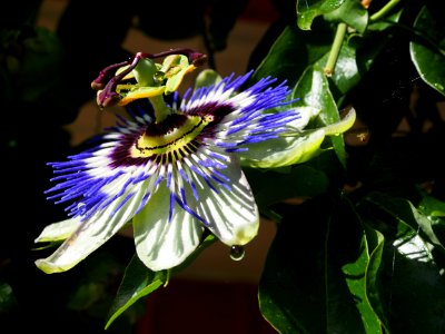 Flower Plant Passion Flower Passion Flower Family