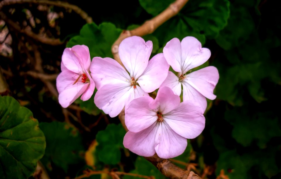 Flower Flora Plant Flowering Plant