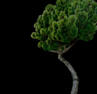Tree Vegetation Plant Branch